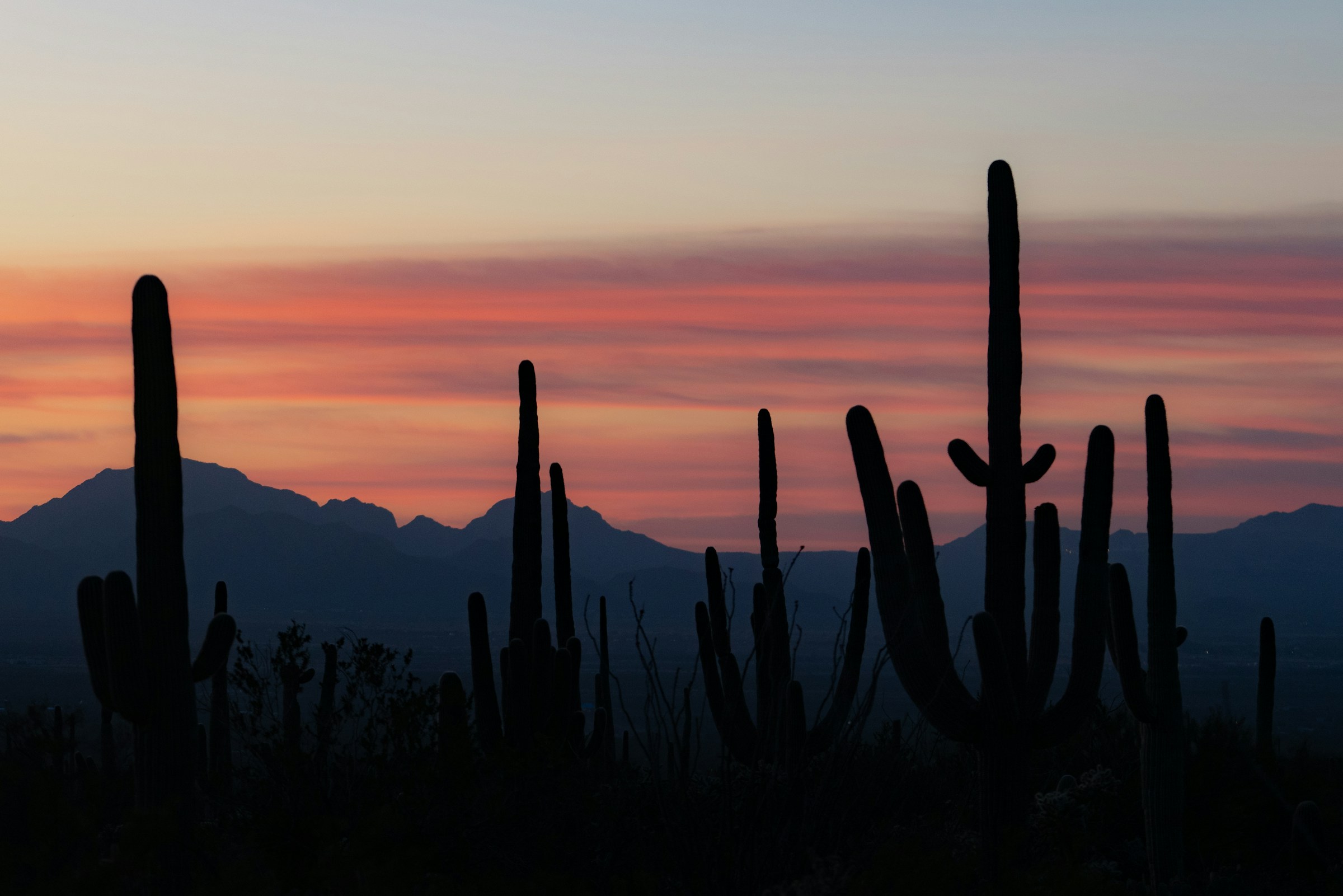 Saguaros silhouetted against a pastel Sonoran desert sunset with distant mountains
